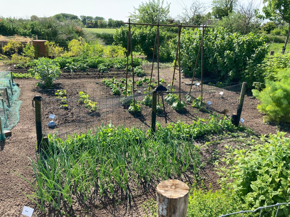 Moestuin