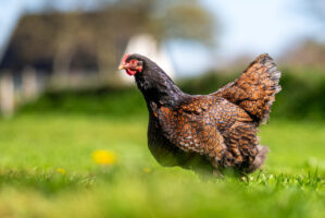 Voorjaar bij het Museum